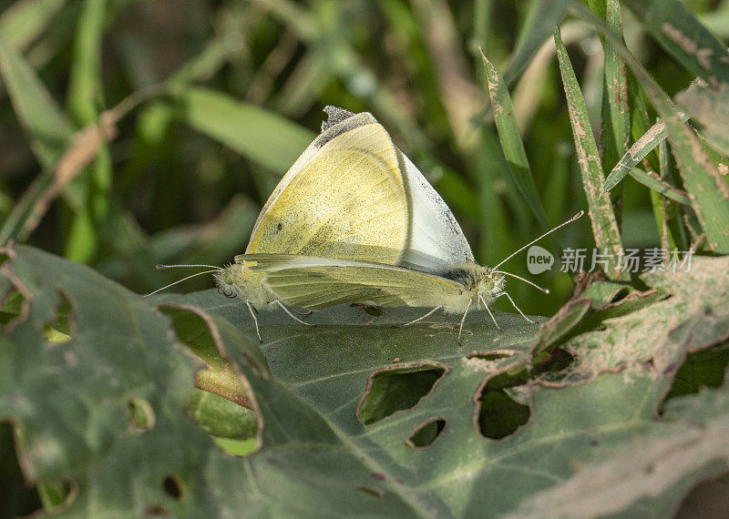 在巴塞罗那附近秋天交配的Pieris brassicae